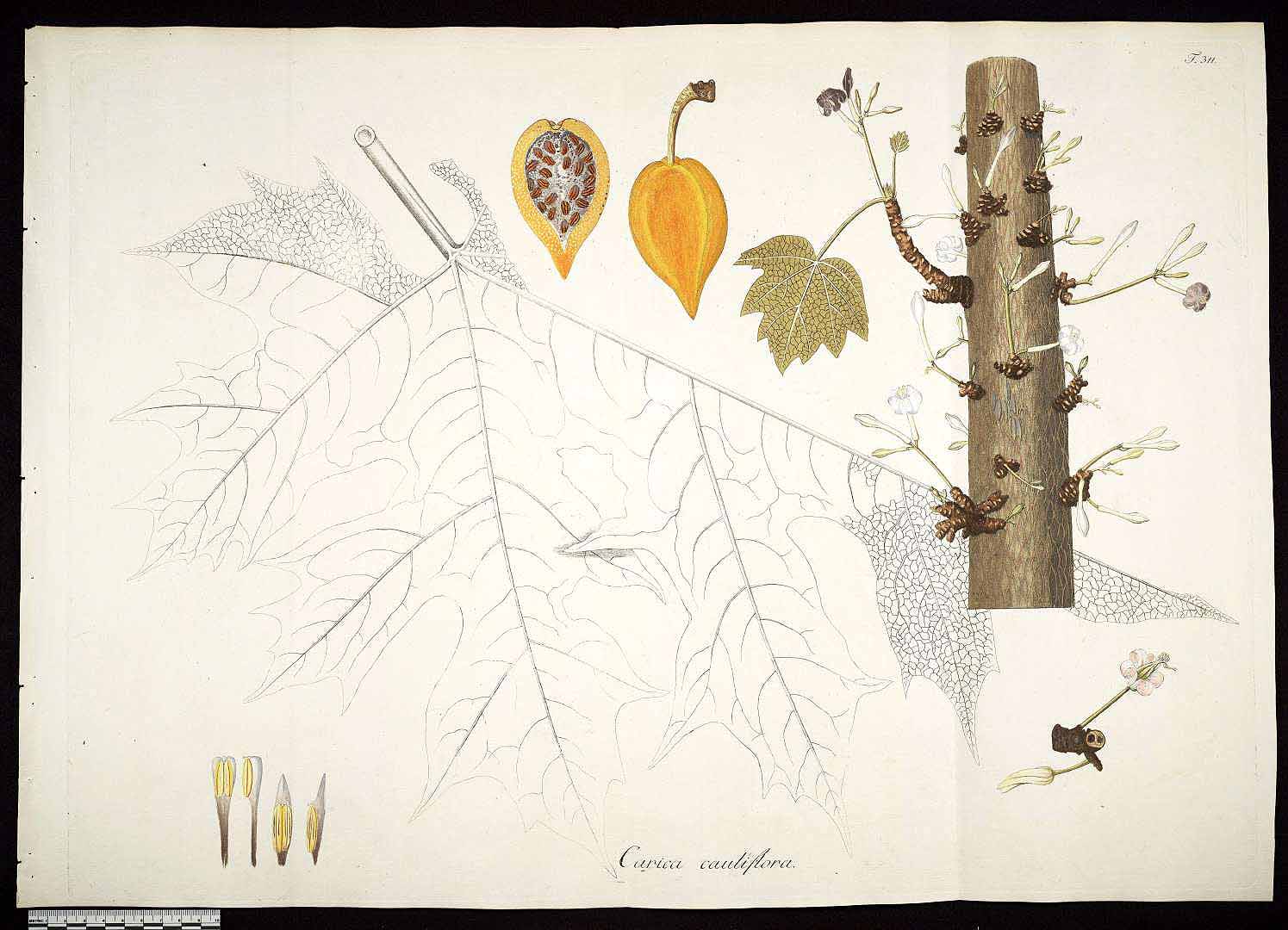 Illustration Vasconcellea cauliflora, Par Jacquin N.J. von (Plantarum rariorum horti caesarei Schoenbrunnensis descriptiones et icones, vol. 3: t. 311, 1798), via plantillustrations 