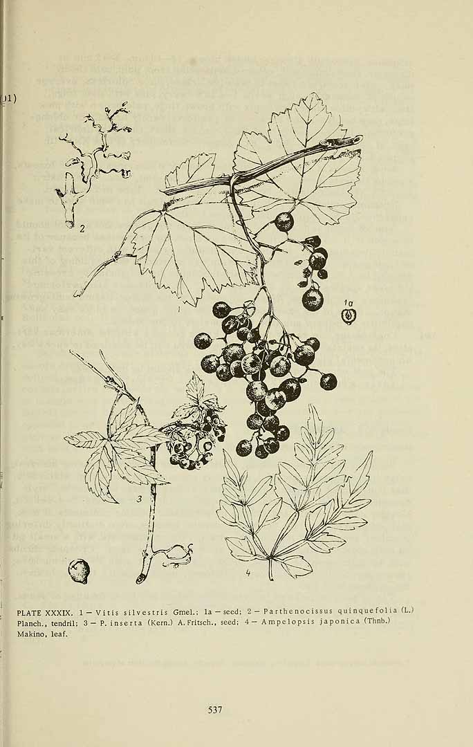 Illustration Parthenocissus inserta, Par Komarov (Komorov), V.L., Flora of the U.S.S.R. (1934-1964) Fl. URSS vol. 14 t. 39	p. 701 f. 3 , via plantillustrations 