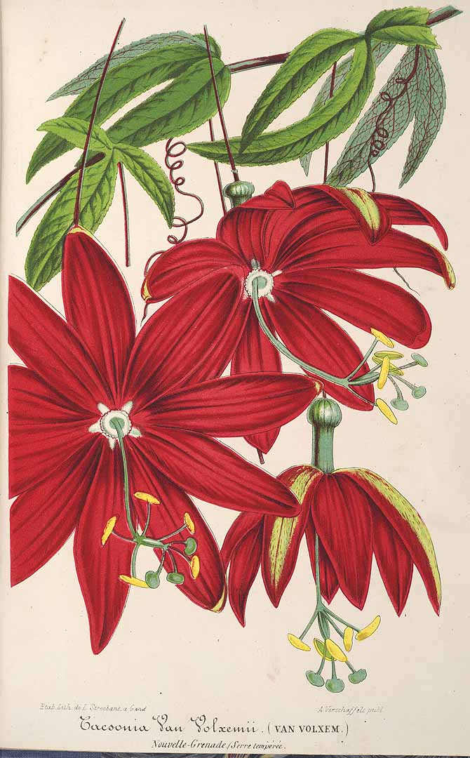 Illustration Passiflora antioquiensis, Par L? Illustration horticole (1854-1896) Ill. Hort. vol. 10 (1863) t. 381, via plantillustrations 