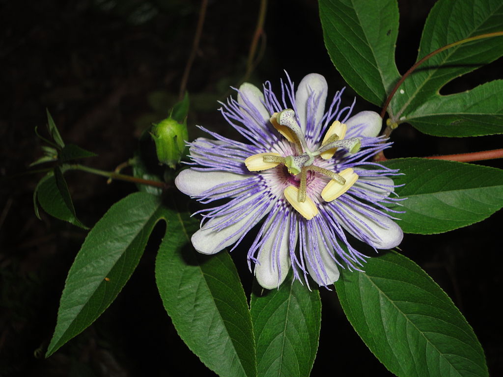 Illustration Passiflora incarnata, Par E.nielsen, via wikimedia 