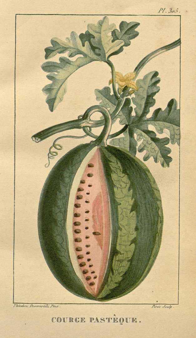 Illustration Citrullus lanatus, Par Descourtilz, M.E.(Flore médicale des Antilles, vol. 5: t. 305, 1827) [J.T. Descourtilz], via plantillustrations 