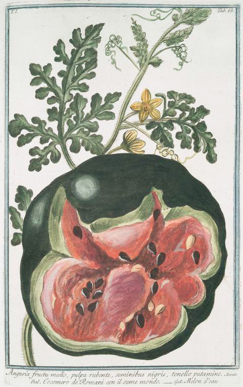 Illustration Citrullus lanatus, Par Hortus Romanus juxta Systema Tournefortianum (vol. 1: t. 68, 1783-1816), via plantillustrations 