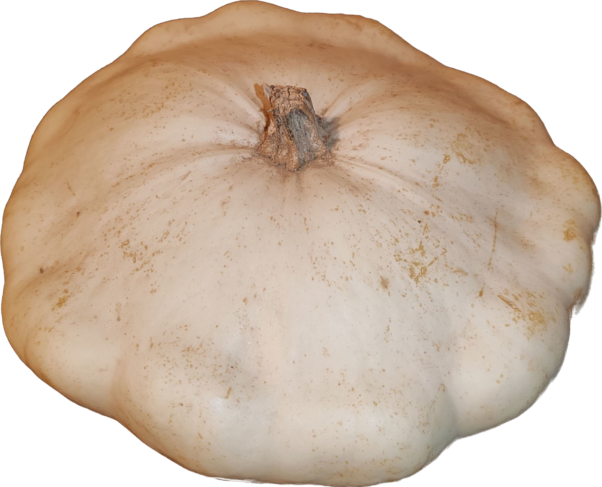 Illustration Cucurbita pepo subsp. ovifera var. ovifera cv. 'Blanc', Par Patrick Le Ménahèze (travail personnel légué au domaine public), via lepotager-demesreves 