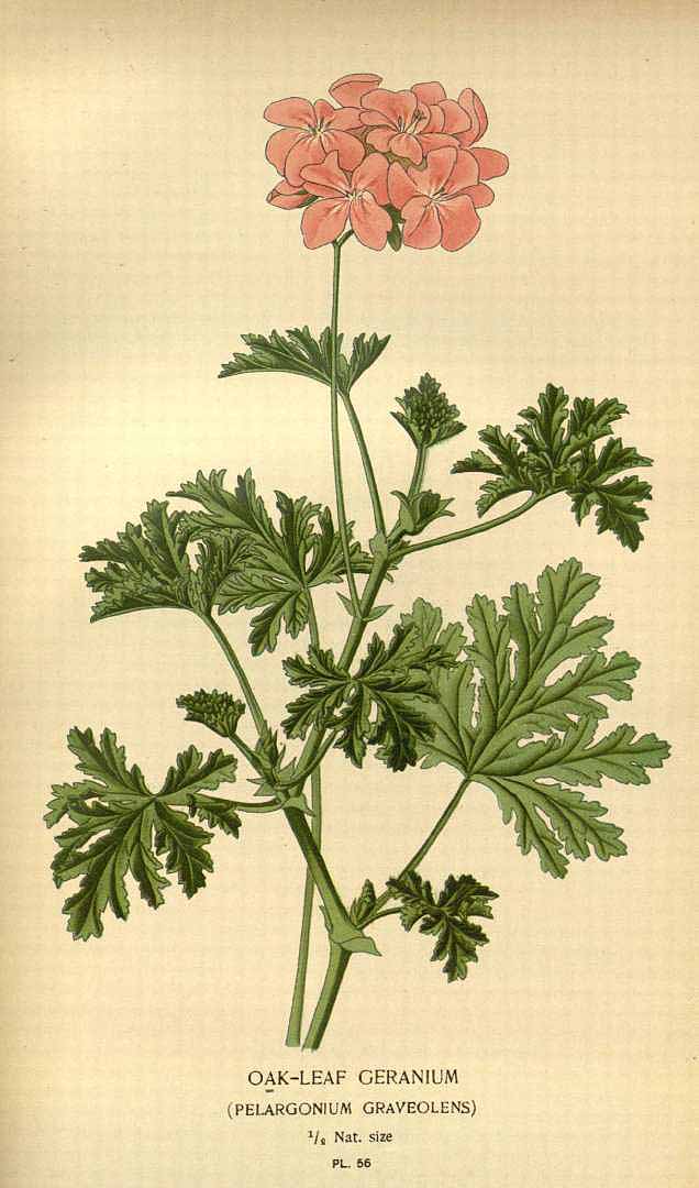Illustration Pelargonium graveolens, Par Step, E., Bois, D., Favourite flowers of garden and greenhouse (1896-1897) Favourite Fl. vol. 1 (1896), via plantillustrations 