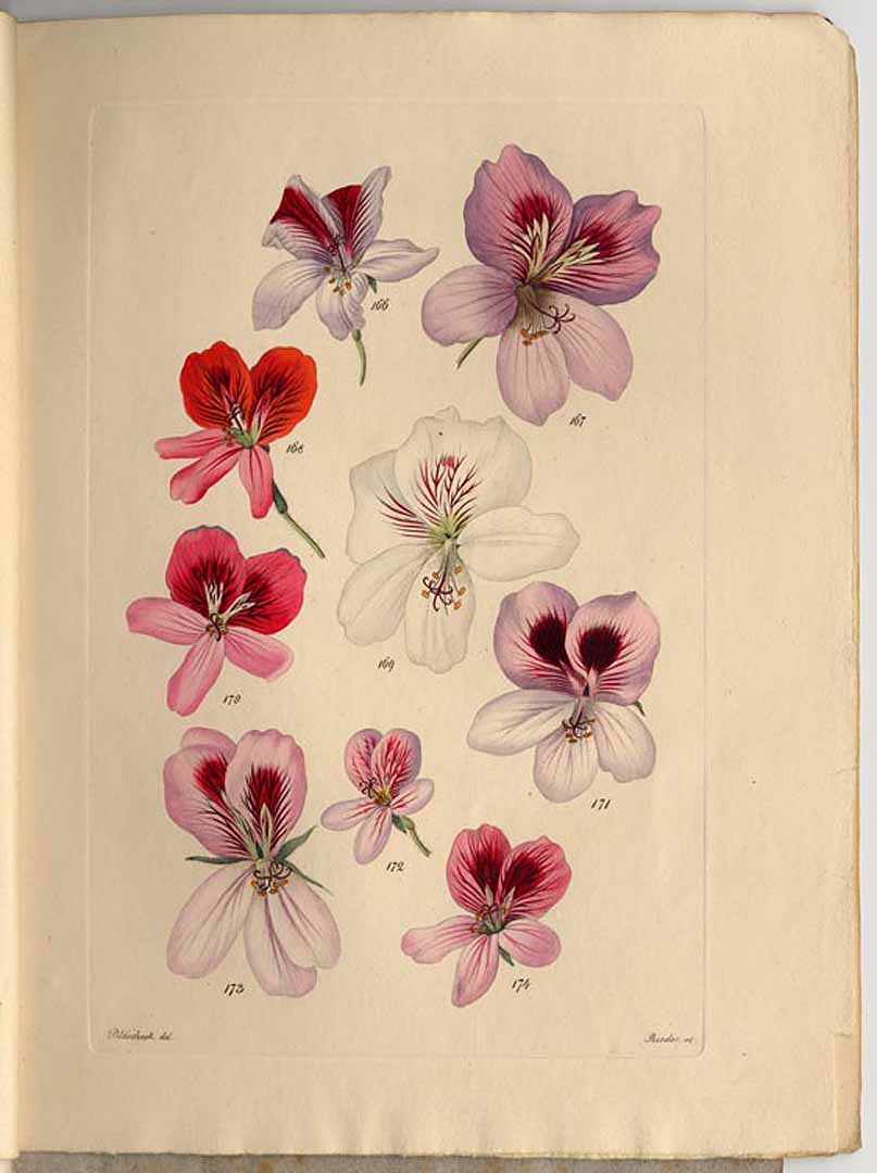 Illustration Pelargonium graveolens, Par Trattinnick (Trattinick), L., Neue Arten von Pelargonien (1825-1832) Neu. Pelargonien vol. 4 (1829), via plantillustrations 