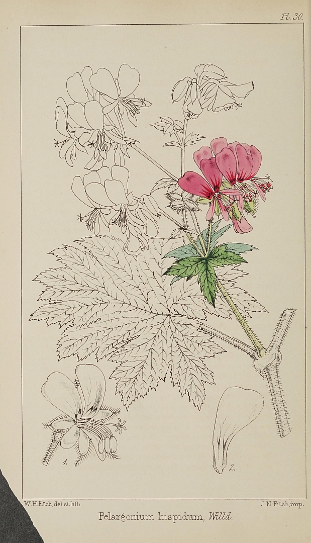 Illustration Pelargonium hispidum, Par Saunders, W.W., Reichenbach, H.G.R., Baker, J.G., Refugium botanicum (1869-1882) Refug. Bot. vol. 1 (1869) [tt. 1-72] t. 30, via plantillustrations 