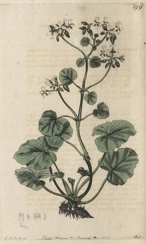 Illustration Pelargonium odoratissimum, Par Sweet, R., Geraniaceae (1820-1830) Geraniaceae vol. 3 (1826) t. 299, via plantillustrations 