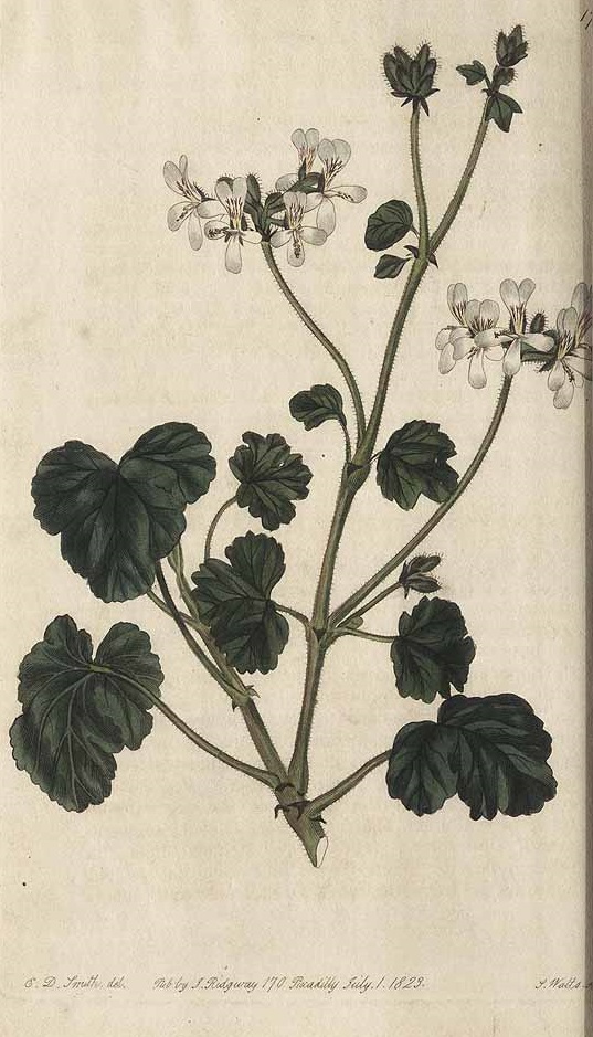 Illustration Pelargonium x fragrans, Par Sweet, R., Geraniaceae (1820-1830) Geraniaceae vol. 2 (1824), via plantillustrations 