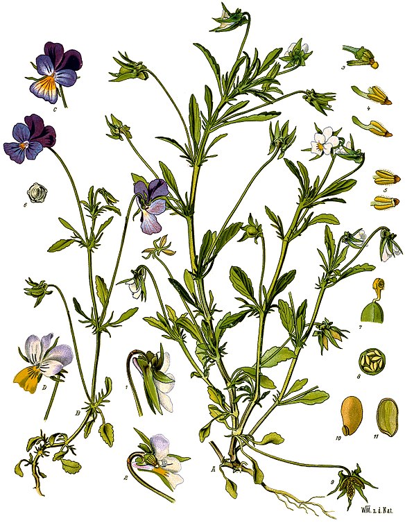 Illustration Viola tricolor, Par Walther Otto Müller  (1833?1887), Köhler's Medizinal-Pflanzen, via lepotager-demesreves 