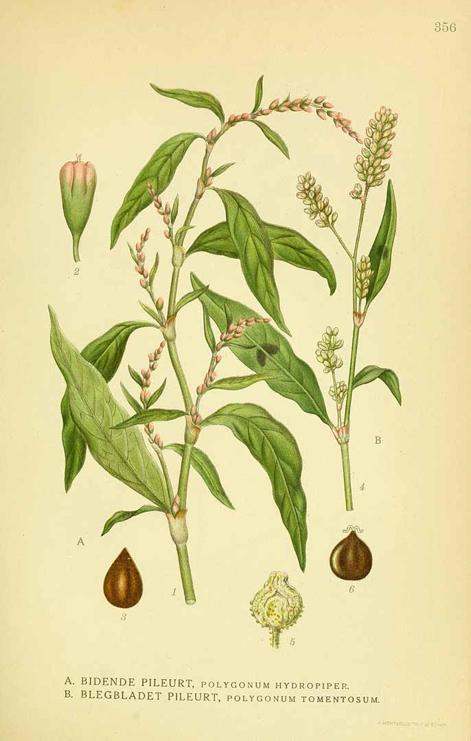 Illustration Persicaria hydropiper, Par Lindman, C.A.M., Bilder ur Nordens Flora Bilder Nordens Fl. vol. 2 (1922) t. 356, via plantillustrations 