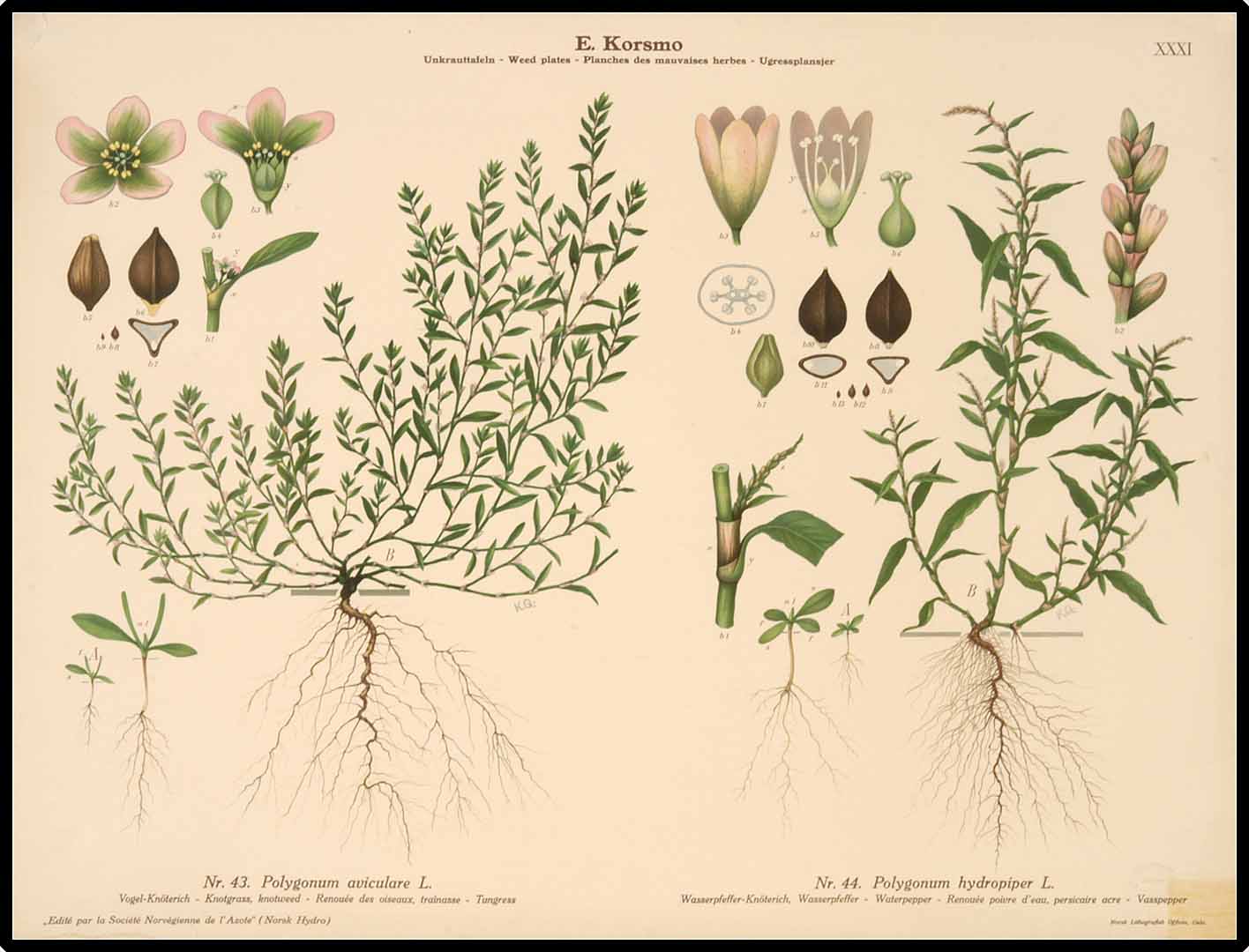 Illustration Persicaria hydropiper, Par Korsmo, E., Unkrauttaflen - Weed plates - Planches des mauvaises herbes - Ugressplansjer (1934-1938)  (1934) t. 31	f. 44 , via plantillustrations 