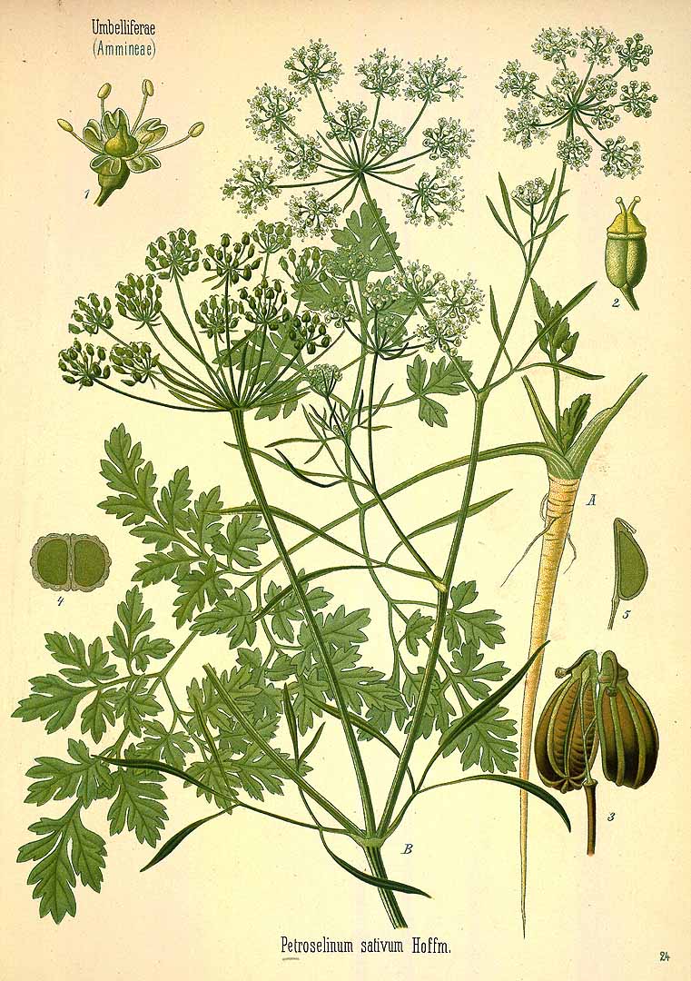 Illustration Petroselinum crispum, Par Kohler, F.E., Kohler?s Medizinal Pflanzen (1883-1914) Med.-Pfl. vol. 3 (1898), via plantillustrations 