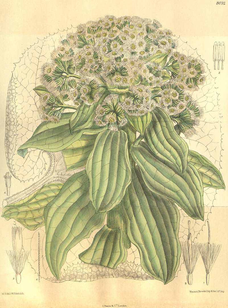 Illustration Petasites japonicus, Par Curtis, W., Botanical Magazine (1800-1948) Bot. Mag. vol. 131 (1905) [tt. 7992-8051] t. 8032, via plantillustrations 
