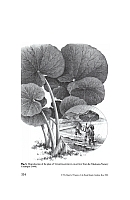 Illustration Petasites japonicus, Par Curtis, W., et al., Curtis?s Botanical Magazine, ser. 2 (1984-2021) Bot. Mag., ser. 2 vol. 23 (2006) p. 334 , via plantillustrations 