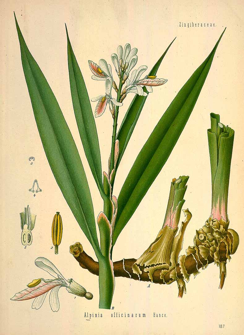 Illustration Alpinia officinarum, Par Ko&#776;hler, F.E., Ko&#776;hler?s Medizinal Pflanzen (1883-1914) Med.-Pfl. vol. 2 (1890), via plantillustrations 
