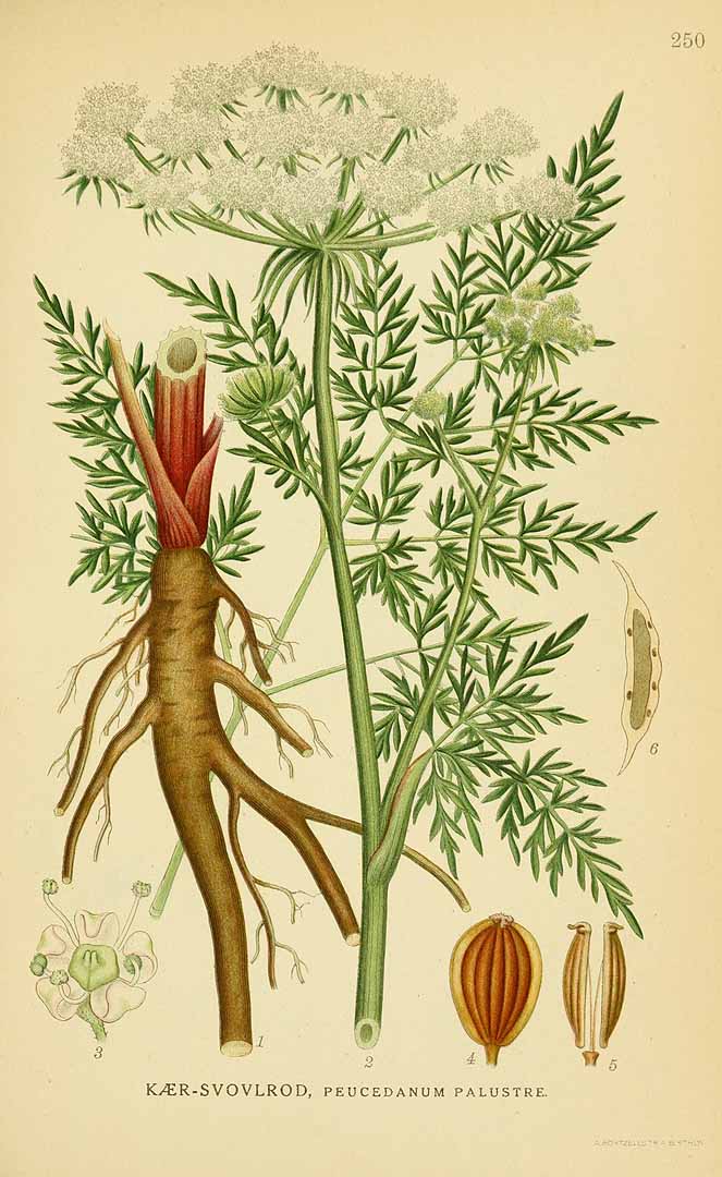 Illustration Peucedanum palustre, Par Lindman, C.A.M., Bilder ur Nordens Flora Bilder Nordens Fl. vol. 2 (1922) t. 250, via plantillustrations 