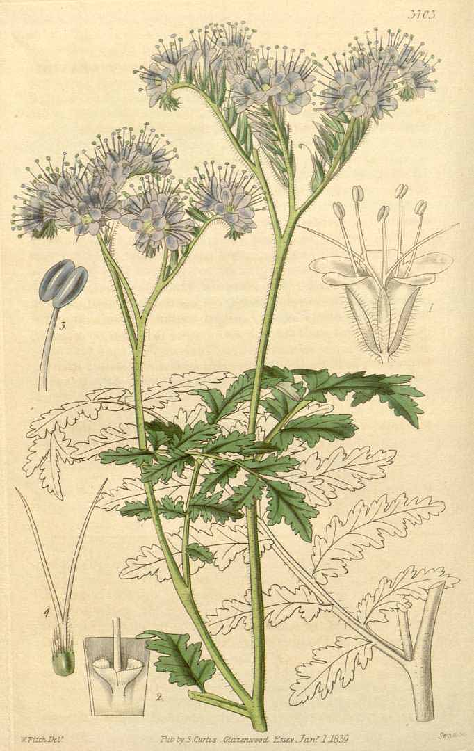 Illustration Phacelia tanacetifolia, Par Curtis, W., Botanical Magazine (1800-1948) Bot. Mag. vol. 65 (1839), via plantillustrations 