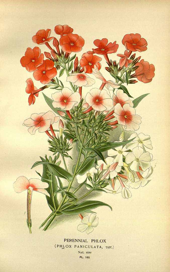Illustration Phlox paniculata, Par Step, E., Bois, D., Favourite flowers of garden and greenhouse (1896-1897) Favourite Fl. vol. 3 (1896), via plantillustrations 