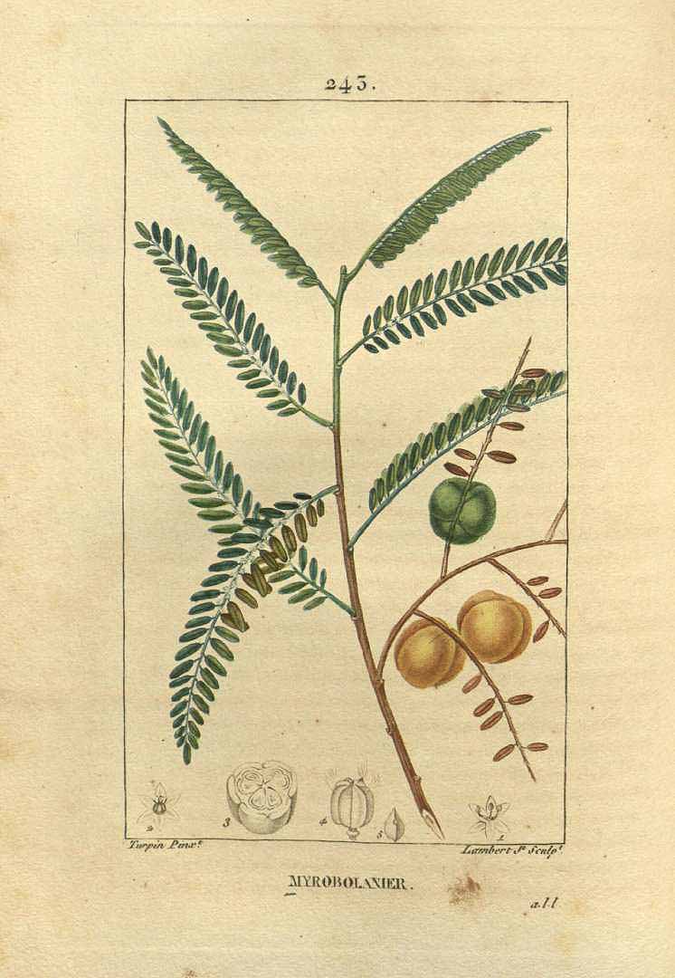 Illustration Phyllanthus emblica, Par Chaumeton, F.P., Flore médicale (1828-1832) Fl. Med. vol. 5 (1831) t. 243, via plantillustrations 