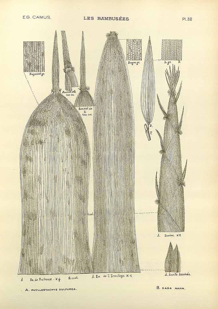 Illustration Phyllostachys sulphurea, Par Camus, E.G., bambuse&#769;es, Atlas (1913) Bambusées vol. 2 (1913) t. 32	f. A , via plantillustrations 