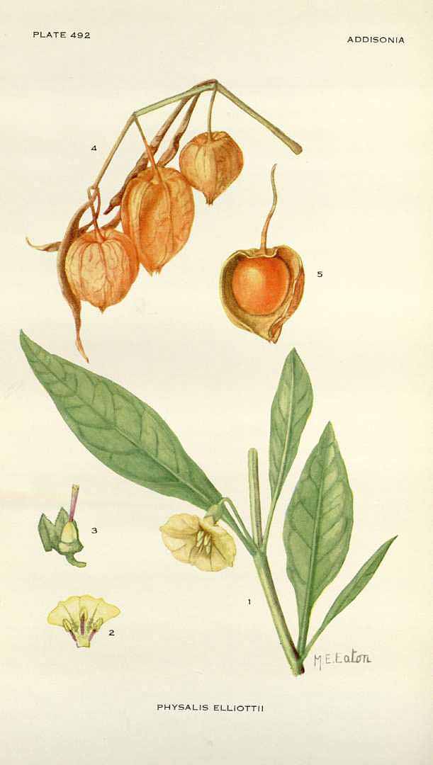 Illustration Physalis viscosa, Par Addisonia (1916-1964) vol. 15 (1930) t. 492, via plantillustrations 