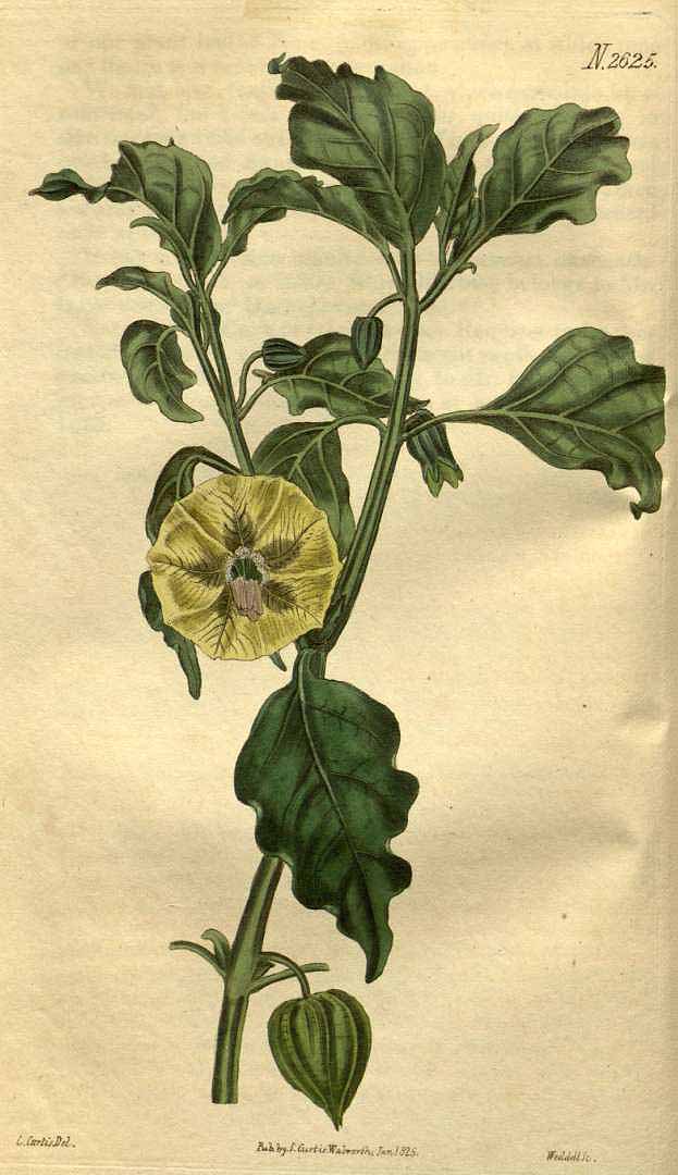 Illustration Physalis viscosa, Par Curtis, W., Botanical Magazine (1800-1948) Bot. Mag. vol. 53 (1826) [tt. 2607-2704] t. 2625, via plantillustrations 