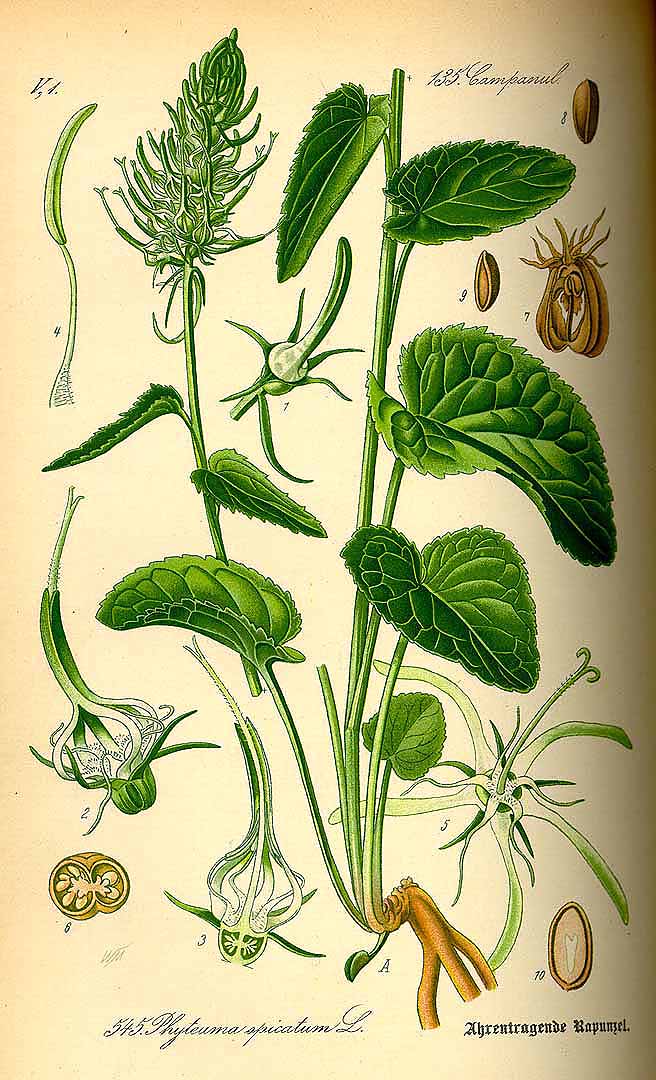 Illustration Phyteuma spicatum, Par Thomé, O.W., Flora von Deutschland Österreich und der Schweiz (1886-1889) Fl. Deutschl. vol. 4 (1885) t. 545, via plantillustrations 