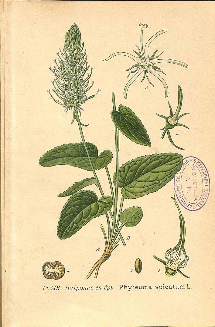 Illustration Phyteuma spicatum, Par Masclef, A., Atlas des plantes de France (1890-1893) Atlas Pl. France vol. 3 (1893) t. 201, via plantillustrations 
