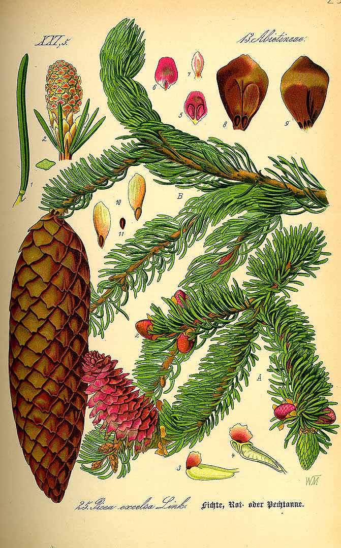 Illustration Picea abies, Par Thomé, O.W., Flora von Deutschland Österreich und der Schweiz (1886-1889) Fl. Deutschl. vol. 1 (1885) t. 25, via plantillustrations 