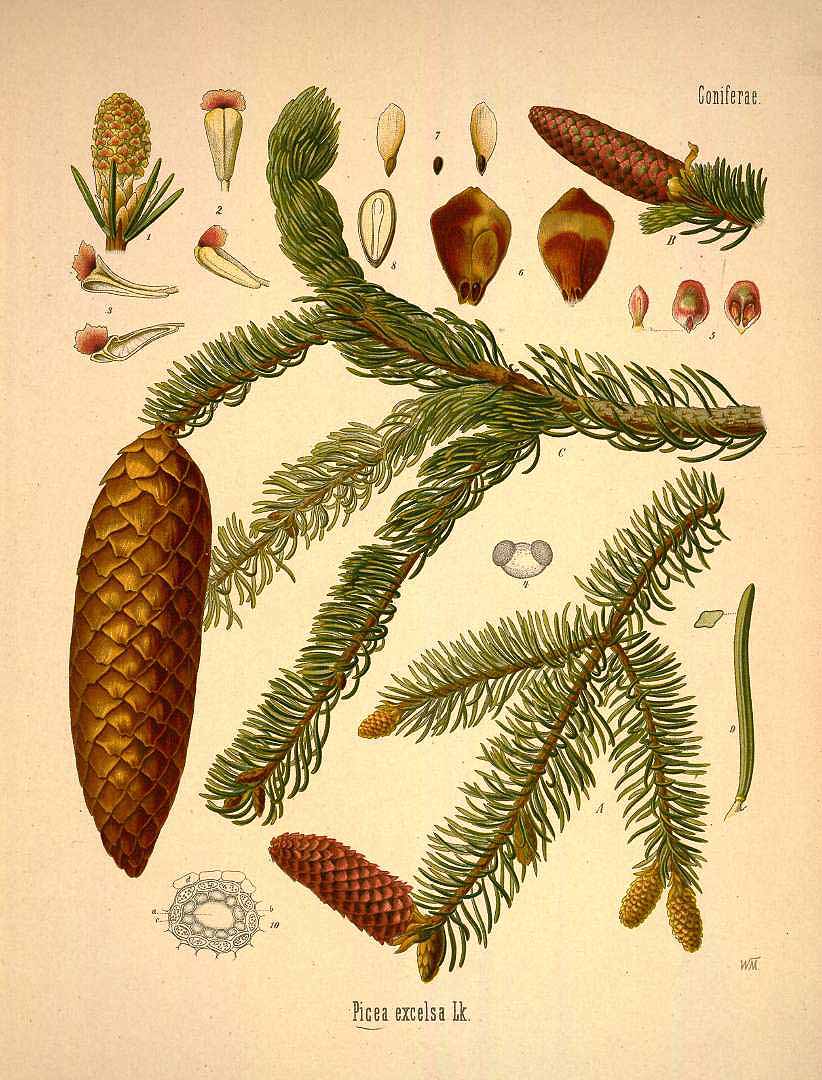 Illustration Picea abies, Par Ko&#776;hler, F.E., Ko&#776;hler?s Medizinal Pflanzen (1883-1914) Med.-Pfl. vol. 1 (1887) t. 8, via plantillustrations 