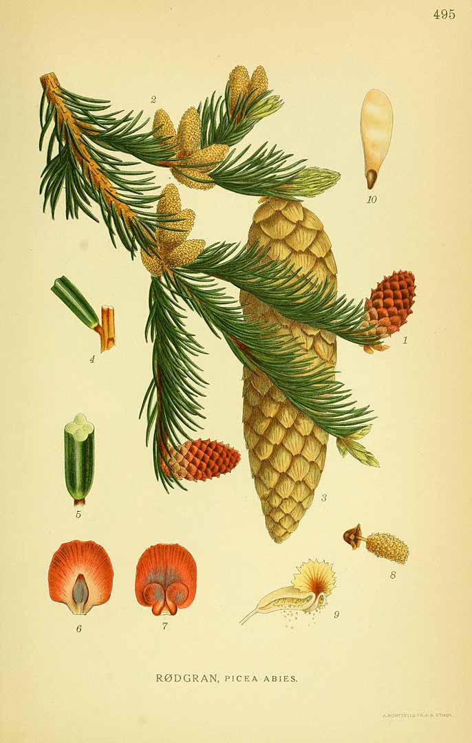 Illustration Picea abies, Par Lindman, C.A.M., Bilder ur Nordens Flora Bilder Nordens Fl. vol. 3 (1922) t. 495, via plantillustrations 