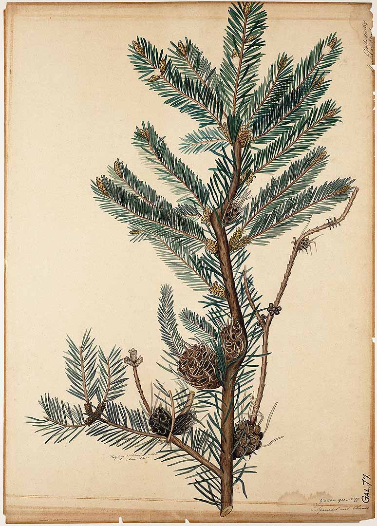 Illustration Picea abies, Par Botanische wandplaten f. [gall] , via plantillustrations 