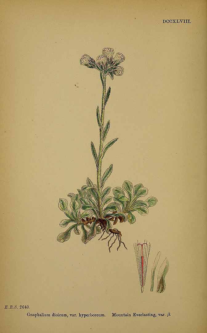 Illustration Antennaria dioica, Par Smith, J.E., English botany, or coloured figures of British plants, ed. 3 [B] [J.E. Sowerby et al] (1863-1899) Engl. Bot., ed. 3 vol. 5 (1866), via plantillustrations 