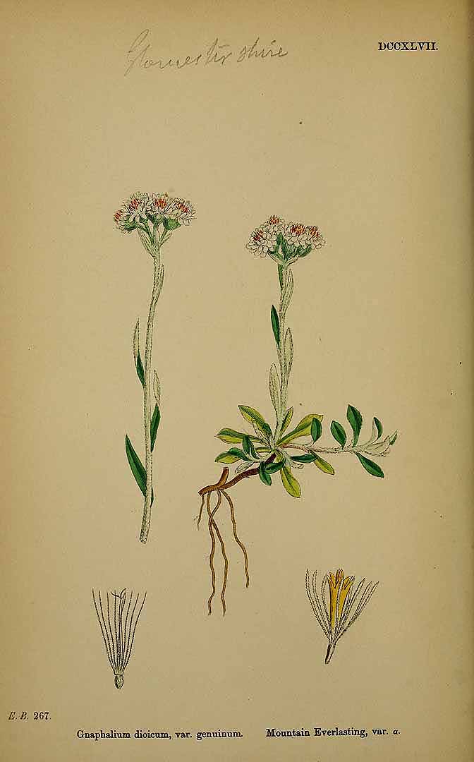 Illustration Antennaria dioica, Par Smith, J.E., English botany, or coloured figures of British plants, ed. 3 [B] [J.E. Sowerby et al] (1863-1899) Engl. Bot., ed. 3 vol. 5 (1866), via plantillustrations 