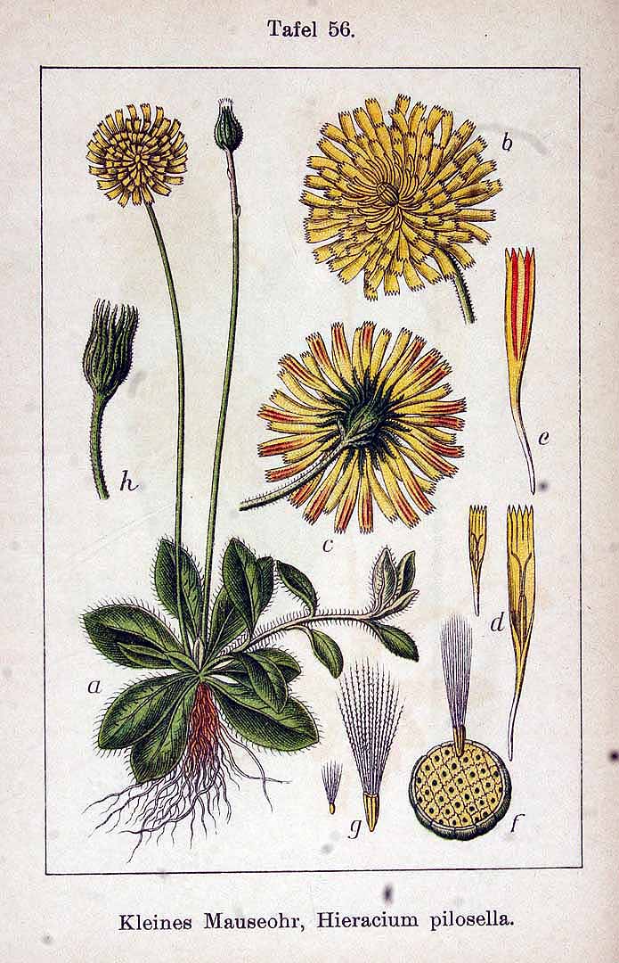 Illustration Hieracium pilosella, Par Krause E.H.L., Sturm J., Lutz K.G. (Flora von Deutschland in Abbildungen nach der Natur, Zweite auflage, vol. 14: t. 56, 1906), via x 