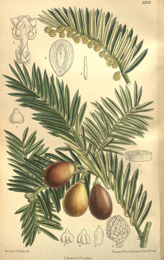 Illustration Cephalotaxus harringtonia, Par Curtis´s Botanical Magazine (vol. 135 [ser. 4, vol. 5]: t. 8285, 1909) [M. Smith], via plantillustrations 