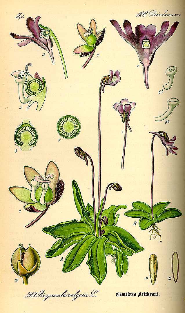 Illustration Pinguicula vulgaris, Par Thom, O.W., Flora von Deutschland sterreich und der Schweiz (1886-1889) Fl. Deutschl. vol. 4 (1885) t. 510, via plantillustrations 