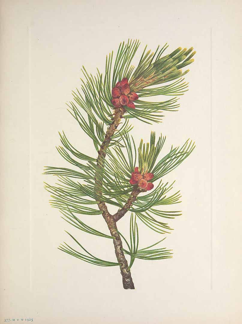 Illustration Pinus albicaulis, Par Walcott, M.V., North American wild flowers (1925-1927) N. Amer. Wild Fl. vol. 5 t. 377, via plantillustrations 