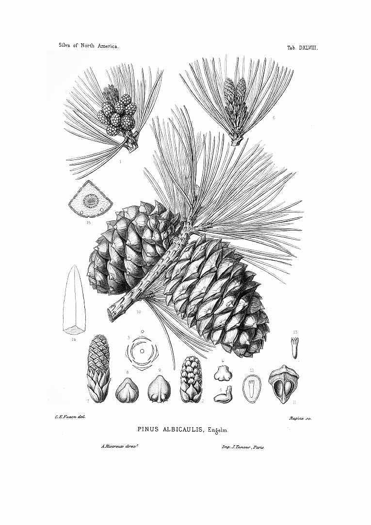 Illustration Pinus albicaulis, Par Sargent, C.S., Silva of North America (1891-1902) Silva vol. 11 (1897) t. 548, via plantillustrations 