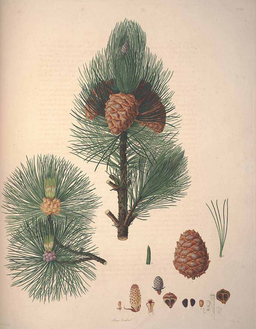 Illustration Pinus cembra, Par Lambert, A.B., Don, D., description of the genus Pinus and some other remarkable plants (1828-1837) Descr. Pinus vol. 1 (1803) t. 23	p. 34 , via plantillustrations 