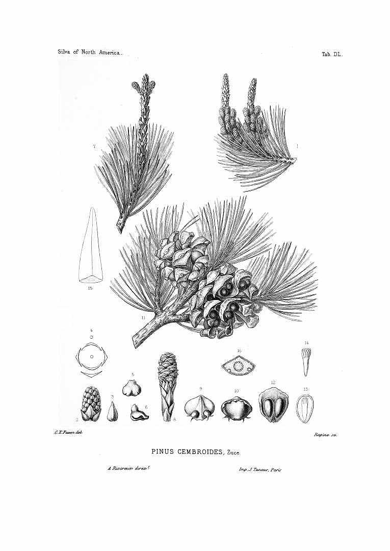 Illustration Pinus cembroides, Par Sargent, C.S., Silva of North America (1891-1902) Silva vol. 11 (1897) t. 550, via plantillustrations 