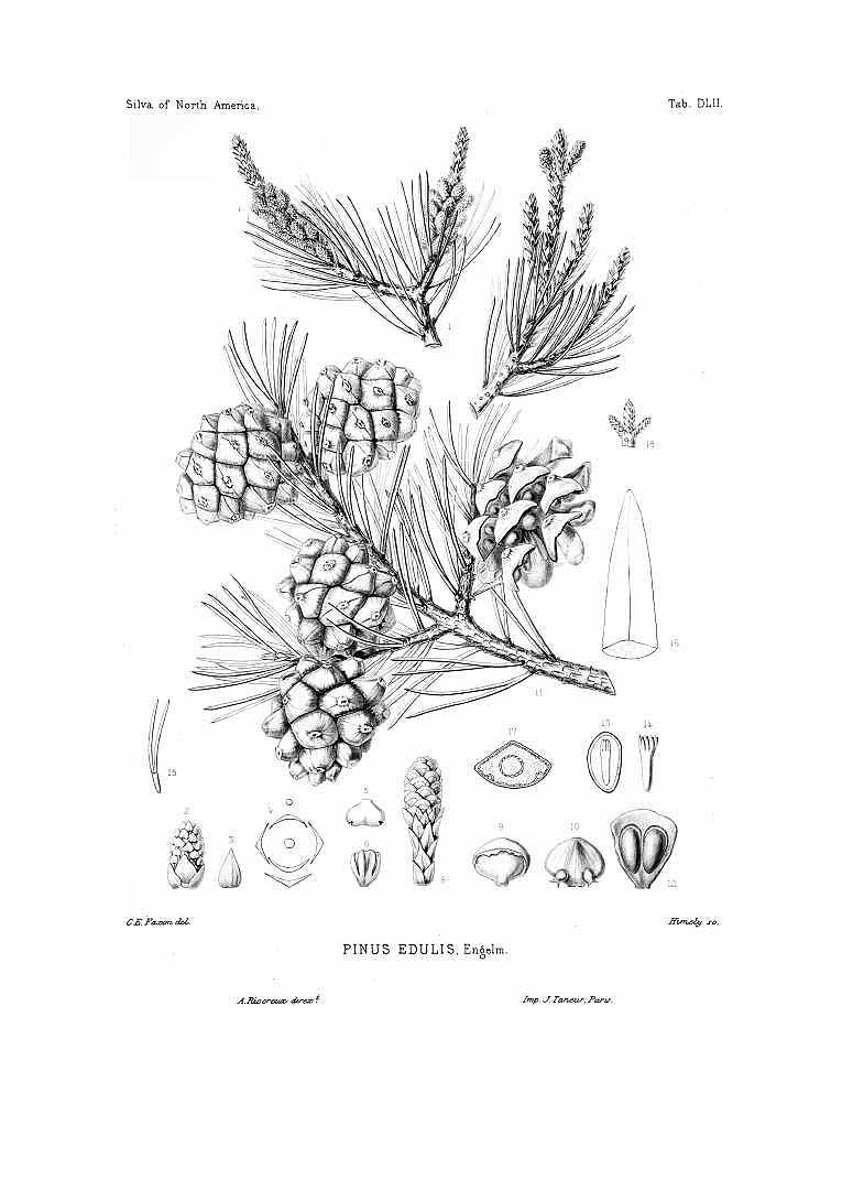 Illustration Pinus edulis, Par Sargent, C.S., Silva of North America (1891-1902) Silva vol. 11 (1897) t. 552, via plantillustrations 