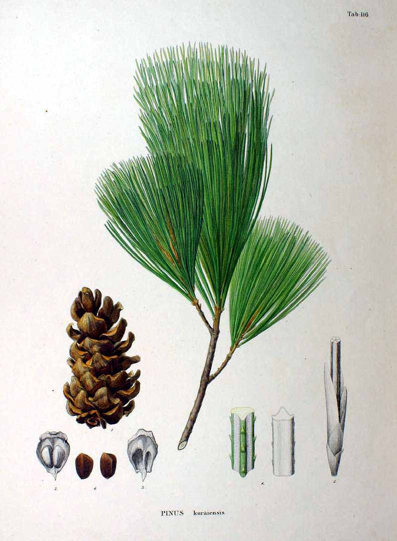 Illustration Pinus koraiensis, Par Siebold, P.F. von, Zuccarini, J.G., Flora Japonica (1842-1870) Fl. Jap. t. 116, via plantillustrations 