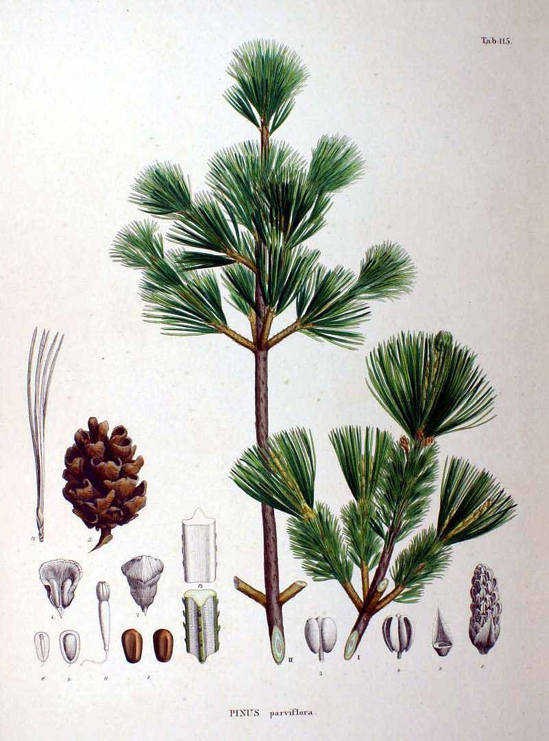 Illustration Pinus parviflora, Par Siebold, P.F. von, Zuccarini, J.G., Flora Japonica (1842-1870) Fl. Jap. t. 115	, via plantillustrations 