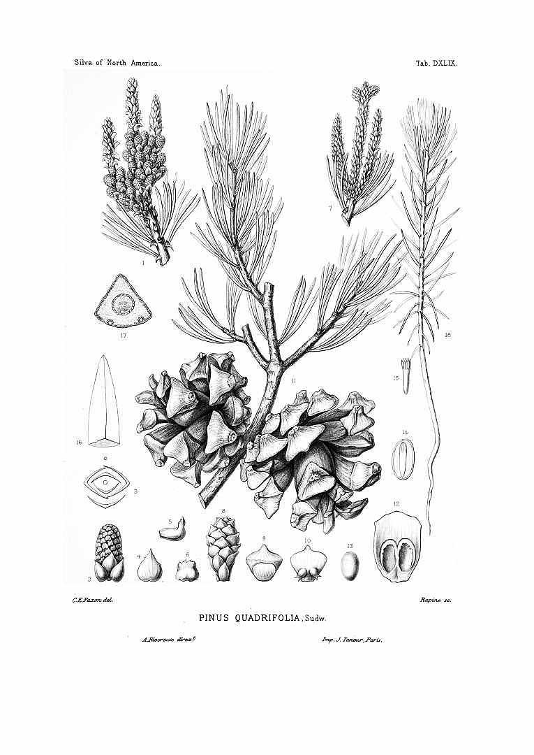 Illustration Pinus quadrifolia, Par Sargent, C.S., Silva of North America (1891-1902) Silva vol. 11 (1897) t. 549, via plantillustrations 