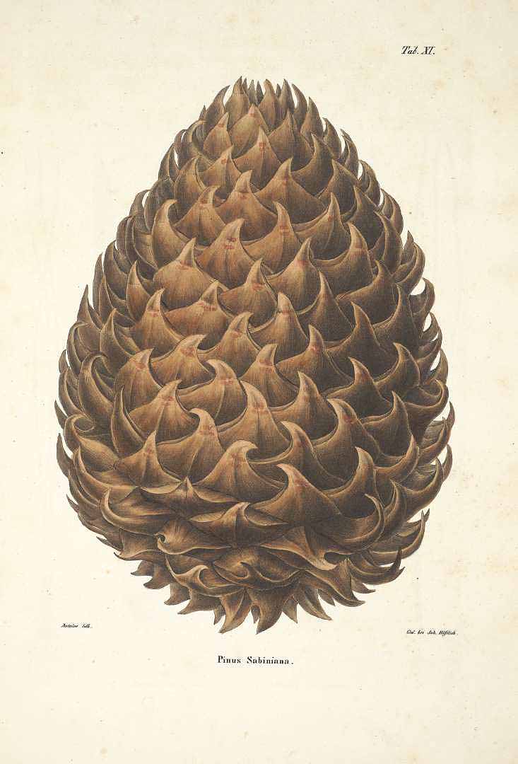 Illustration Pinus sabiniana, Par Antoine, F., Jr., Coniferen (1840-1841) Coniferen (1840) t. 11	p. 30 , via plantillustrations 