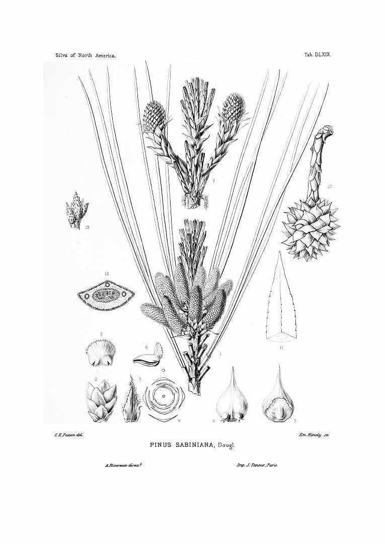 Illustration Pinus sabiniana, Par Sargent, C.S., Silva of North America (1891-1902) Silva vol. 11 (1897) t. 569, via plantillustrations 
