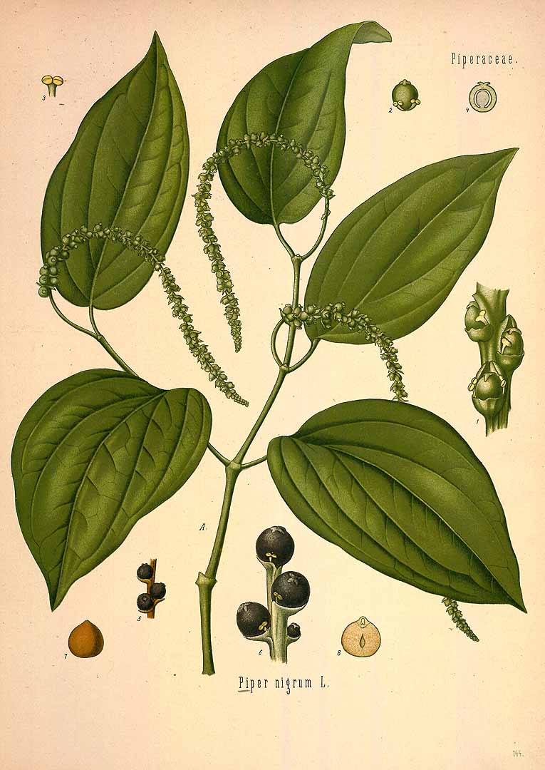 Illustration Piper nigrum, Par Ko&#776;hler, F.E., Ko&#776;hler?s Medizinal Pflanzen (1883-1914) Med.-Pfl. vol. 2 (1890) t. 144, via plantillustrations 