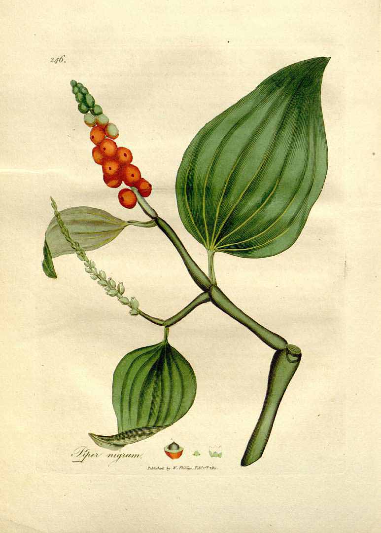 Illustration Piper nigrum, Par Woodville, W., Hooker, W.J., Spratt, G., Medical Botany, 3th edition (1832) Med. Bot., ed. 3 vol. 4 (1832) t. 246, via plantillustrations 