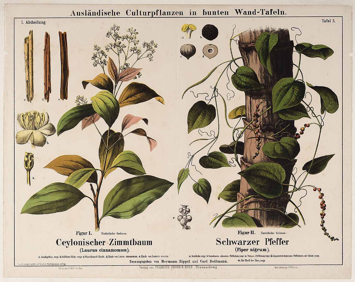 Illustration Piper nigrum, Par Ausländische Culturpflanzen in bunten Wand-Tafeln  t. 3	f. II , via plantillustrations 